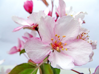 Apple tree blossom closeup.  
Beautiful bright pink spring flowers. 