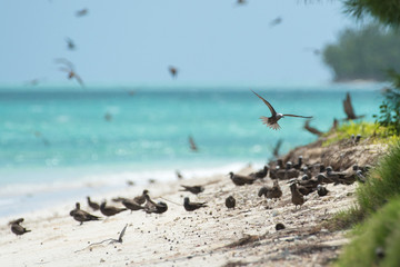 Wild sea birds on Coco Island bird sanctuary, Rodrigues