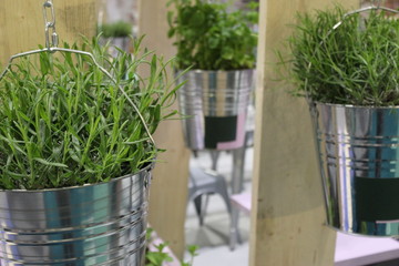 Three Green Plants in metal buckets