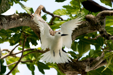 White Tern (Gygis Alba) from Coco Island bird sanctuary , Rodrigues