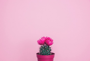 Small cactus in a flowerpot on a trendy background.