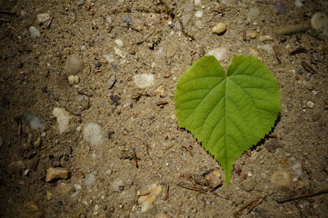Ein Herz für die Natur, schatten umgibt grünes Herz Blatt auf dem Weg