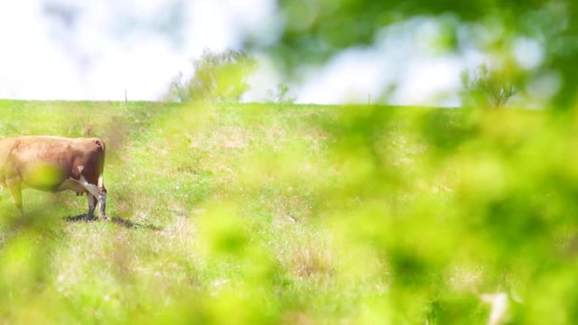 Widok na krowy wypasane na łące, ujęcie zza zielonych liści tworzy dodatkowy efekt wizualny