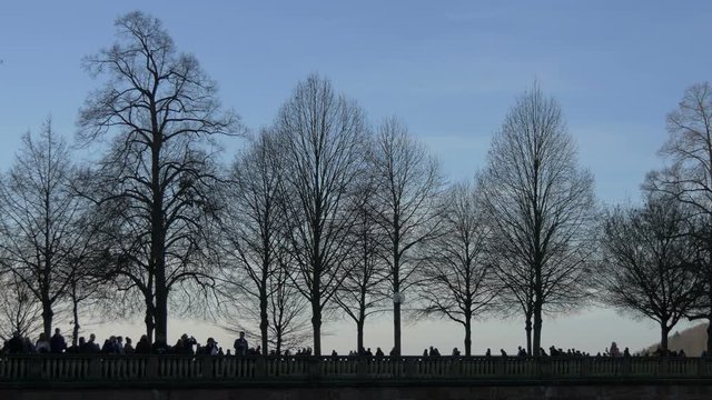 Leafless trees contrejour