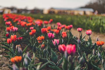 A row of orange and pink tulips at a tulip farm