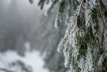 Pinetree in Transilvania