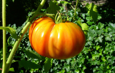 Orange tomato on vine