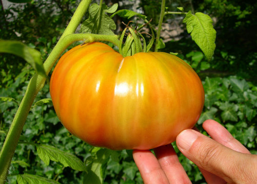 Orange tomato on vine