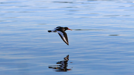 Eurasian oystercatcher fly over calm water