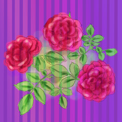 Illustration with roses and stripes