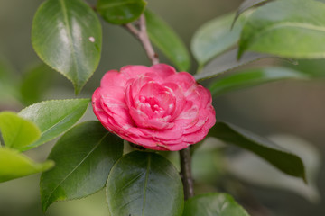 red camellia flower closeup