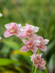 orchid in the foreground