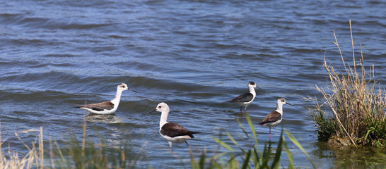 Two pairs of kulik's in shallow water...