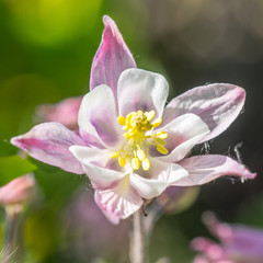 Blüten Nahaufnahme (Makro) 
