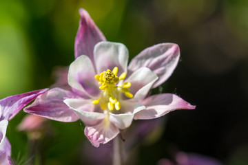 Bl&uuml;ten Nahaufnahme (Makro) 