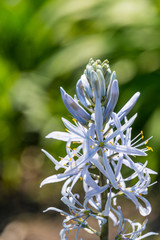 Bl&uuml;ten Nahaufnahme (Makro) 