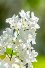 Blüten Nahaufnahme (Makro) 