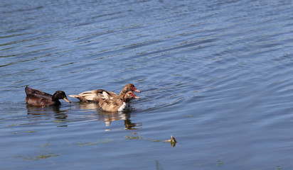 Trio of ducks swim in the blue water of the river...