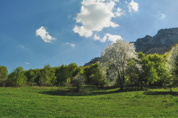 Single tree in full bloom in spring on a meadow under mountain. Rural scene, lonely tree blooming  