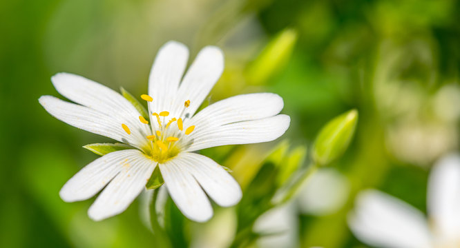 G&auml;nsebl&uuml;mchen (Makro)