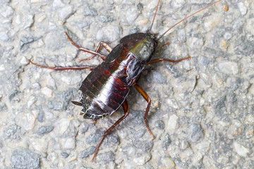 Cockroach on a dirty wall.