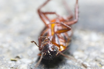 Cockroach on a dirty wall.