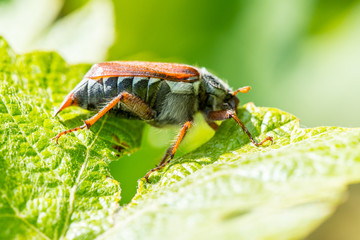 Maikäfer Makro