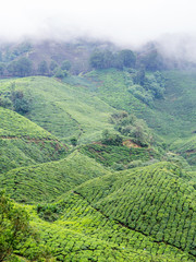 Green landscape view of tea plantation on the hill at Cameron Highland, Malaysia
