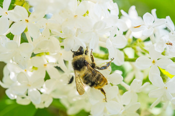 Hummel auf einem wei&szlig;en Fliederstrauch