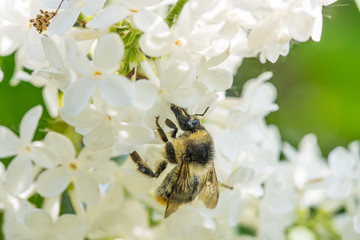 Hummel auf einem weißen Fliederstrauch