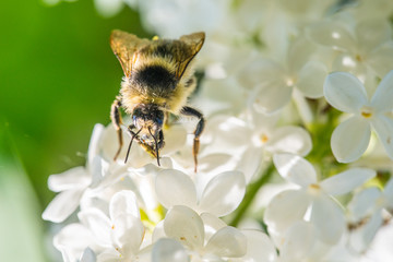 Hummel auf einem wei&szlig;en Fliederstrauch