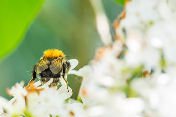 Hummel auf einem wei&szlig;en Fliederstrauch