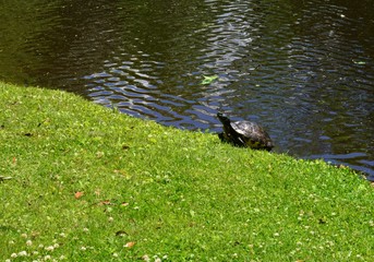 A terrapin in South Carolina