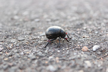 black bug using  blood to protect it self 