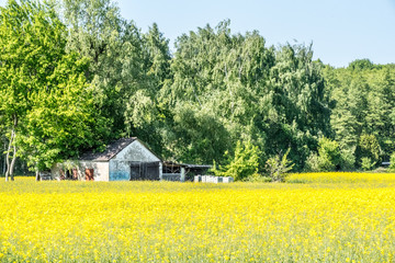 Haus im Rapsfeld