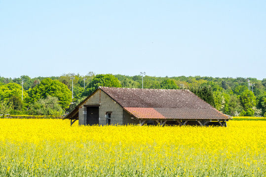 Haus im Rapsfeld