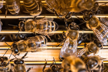 Bienen im Stock