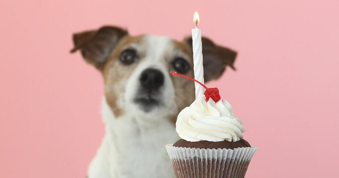 Cute jack russell look at andle in cupcake. Dog licks himself and wants to eat a cake pink background
