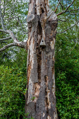 Standing Deadwood Tree 3