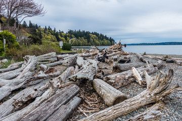 Fototapeta na wymiar Driftwood On Shore Landscape