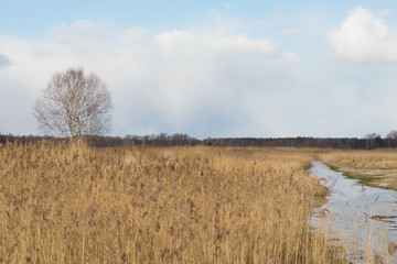 Single birch in winter, river in winter surrounded by trees, dry old grass and snow residue.