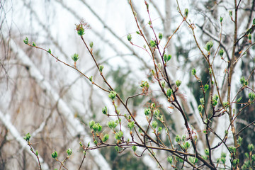 spring tree and rain