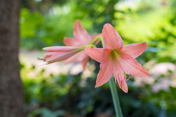 Flowers  Belladonna Lily (Amaryllis Belladonna) in the garden.