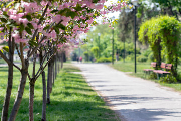 Blossoming young sakura trees pathway in a beautiful landscape park