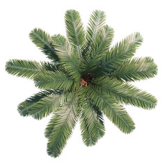 Phoenix canariensis top view path selection