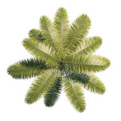 Gartenposter Palme Palm Tree Cocos Nucifera Draufsicht Pfadauswahl  © stanslavov