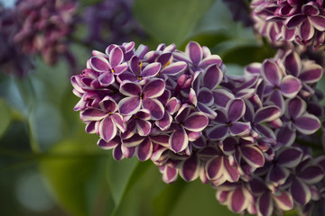 Lilac in bloom. Spring flowers closeup in the park