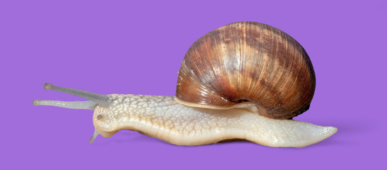 Garden snail isolated on violet background