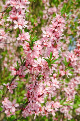 Fototapeta premium Almonds (Prunus dulcis) in bloom. Tree branches covered with many pink flowers
