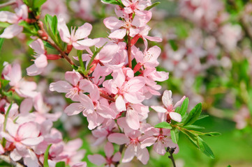 Almonds (Prunus dulcis) in bloom. Tree branches covered with many pink flowers